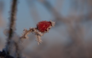 hivers-taluyers-1